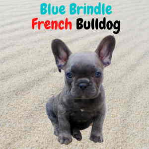Blue Brindle French Bulldog