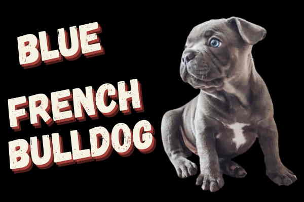 Blue French Bulldog: Cost,Eye Color,Health Issues