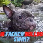 Can French Bulldogs Swim