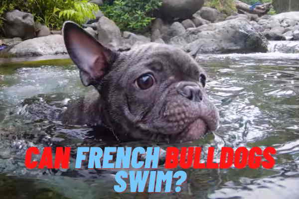 Can French Bulldogs Swim