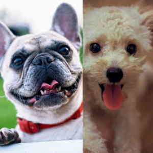 French Bulldog And Poodle Mix
