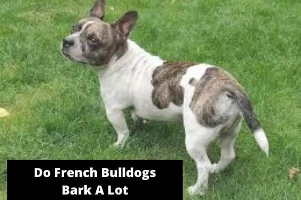 Do French Bulldogs Bark A Lot