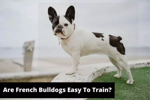 Are French Bulldogs Easy To Train