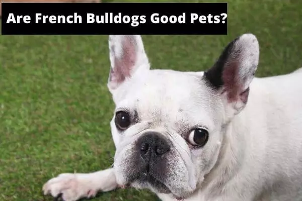 Are French Bulldogs Good Pets