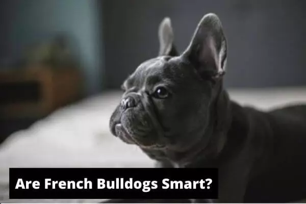 are french bulldogs smart