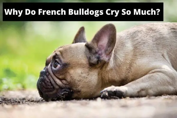 why do french bulldogs cry so much