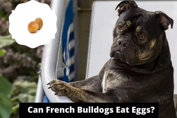 Can French Bulldogs Eat Eggs