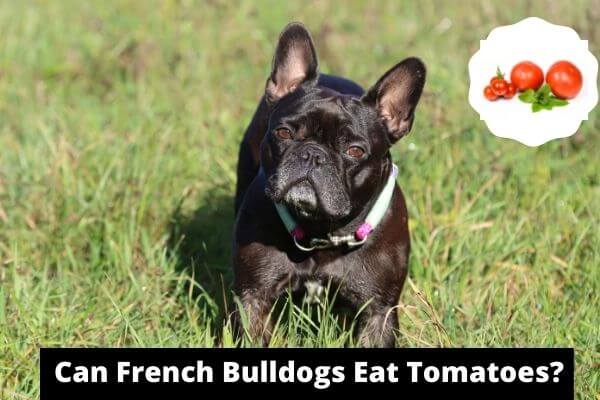 Can French Bulldogs Eat Tomatoes