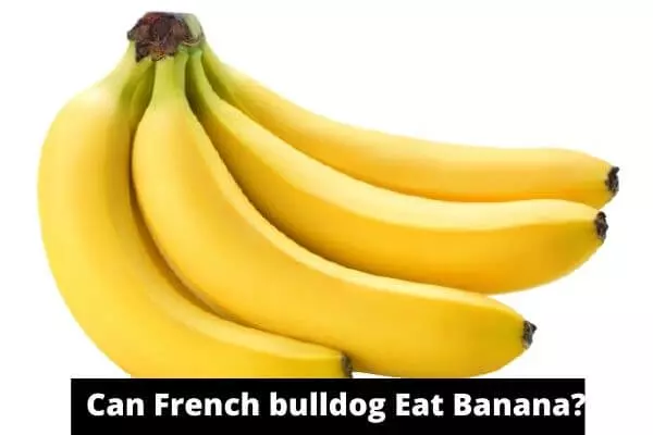 Can French Bulldog Eat Banana
