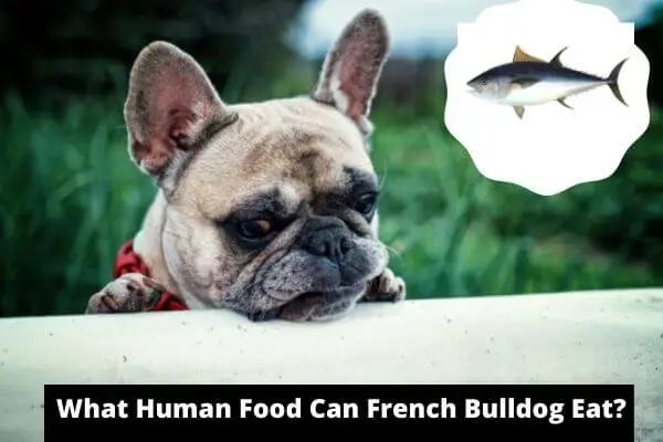 What Human Food Can French Bulldogs Eat