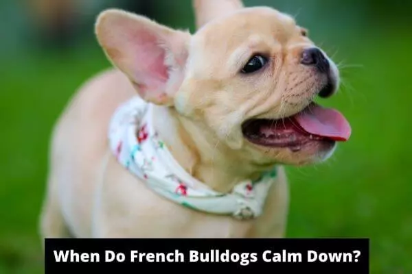 When Do French Bulldogs Calm Down? 7 Tips To Calm Down