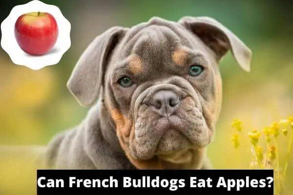 Can French Bulldogs Eat Apples?(Warning) Read Before You Feed Them.