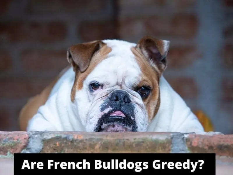 Are French Bulldogs Greedy