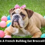Can French Bulldog Eat Broccoli