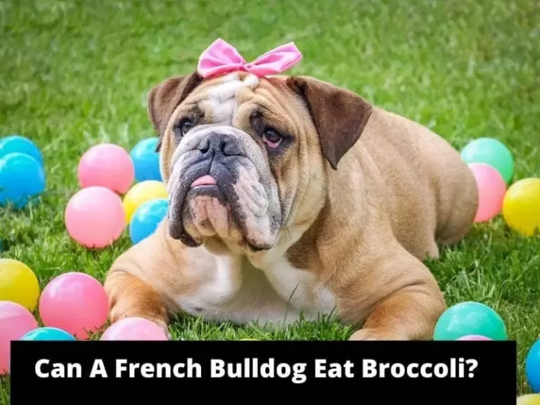 Do French Bulldogs Eat Broccoli?