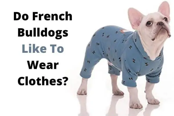 Do French Bulldogs Like To Wear Clothes