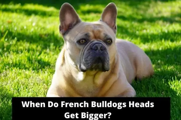 When Do French Bulldogs Heads Get Bigger