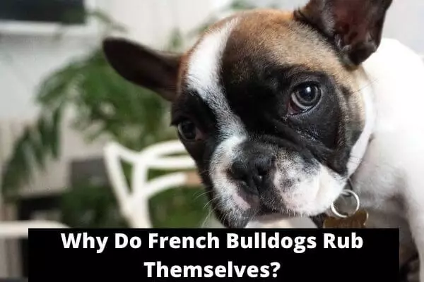 Why Do French Bulldogs Rub Themselves