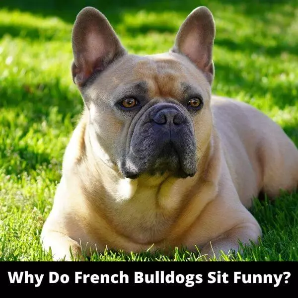 Why Do French Bulldogs Sit Funny