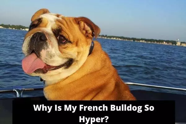 Why Is My French Bulldog So Hyper