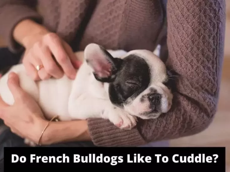 Do French Bulldogs Like To Cuddle? Thing You Need To Know