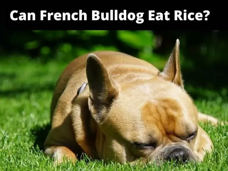 Can French Bulldog Eat Rice? Which One(Brown Rice Or White Rice)?