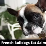 Can French Bulldogs Eat Salmon