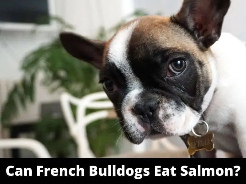 Can French Bulldogs Eat Salmon