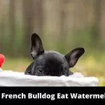 Can French Bulldogs Eat watermelon