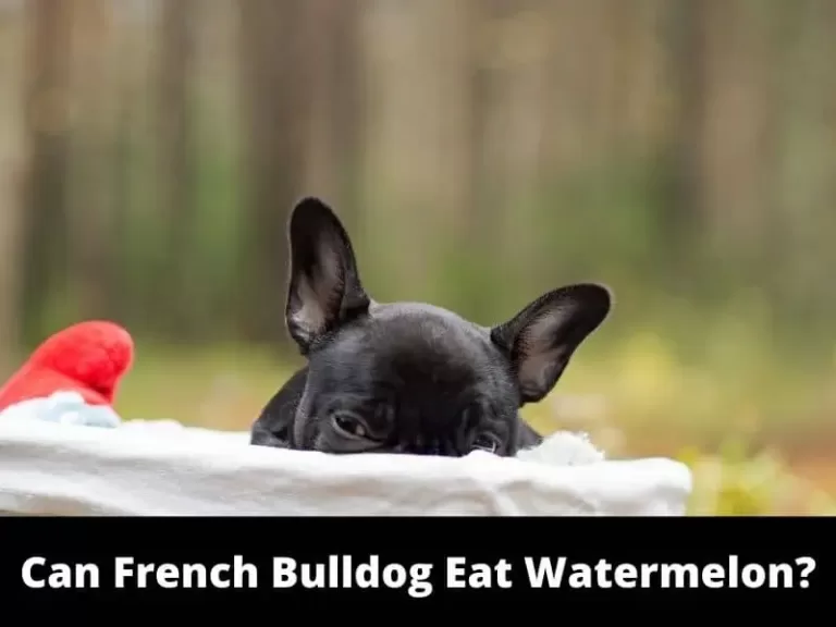 French Bulldogs Eat Watermelons: Safe or Dangerous?