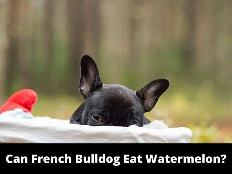 Can French Bulldogs Eat watermelon