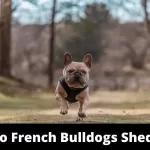 do french bulldogs shed