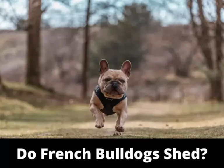 French Bulldog Shedding: How To Prevent Shedding?