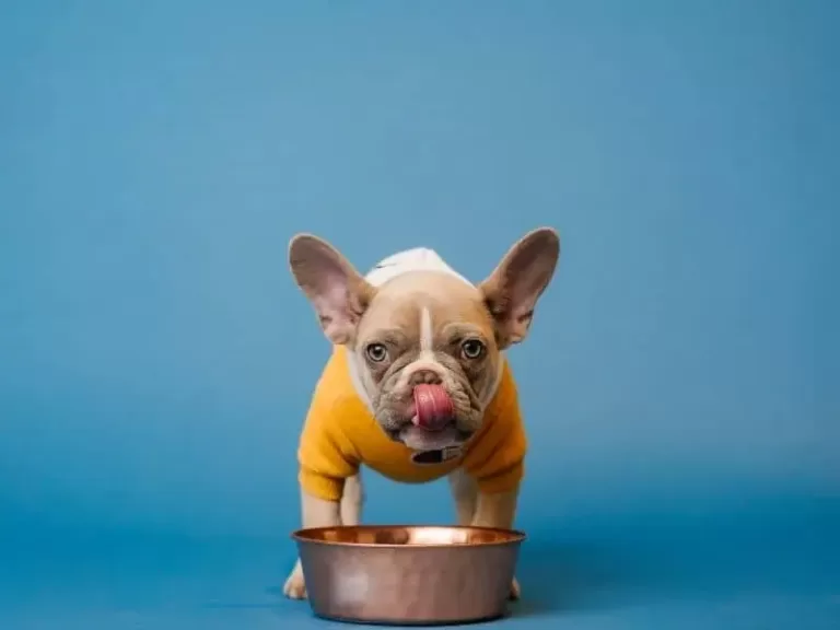 Can French Bulldogs Eat Tuna: A Guide for Dog Owners