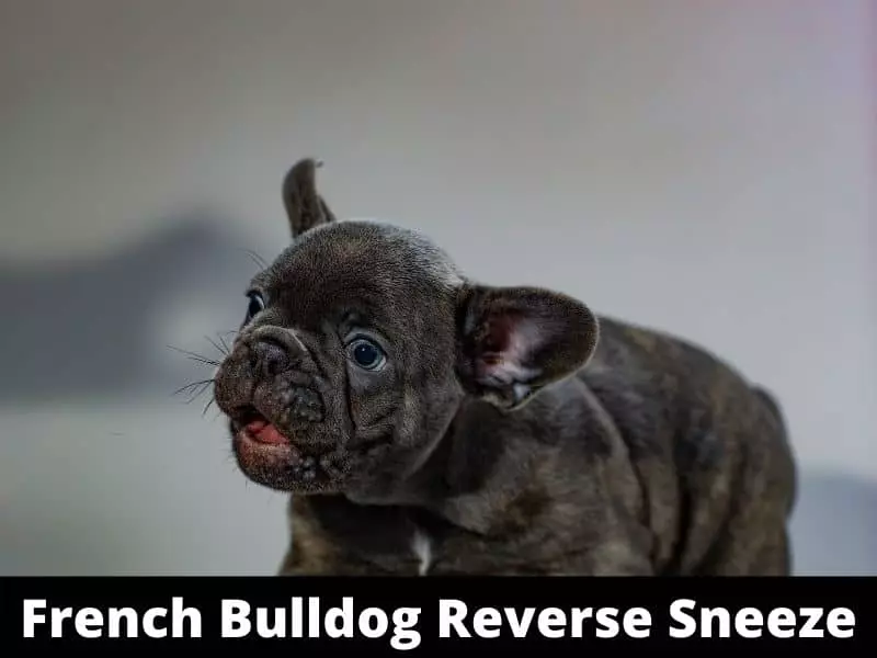 French Bulldog Reverse Sneezing