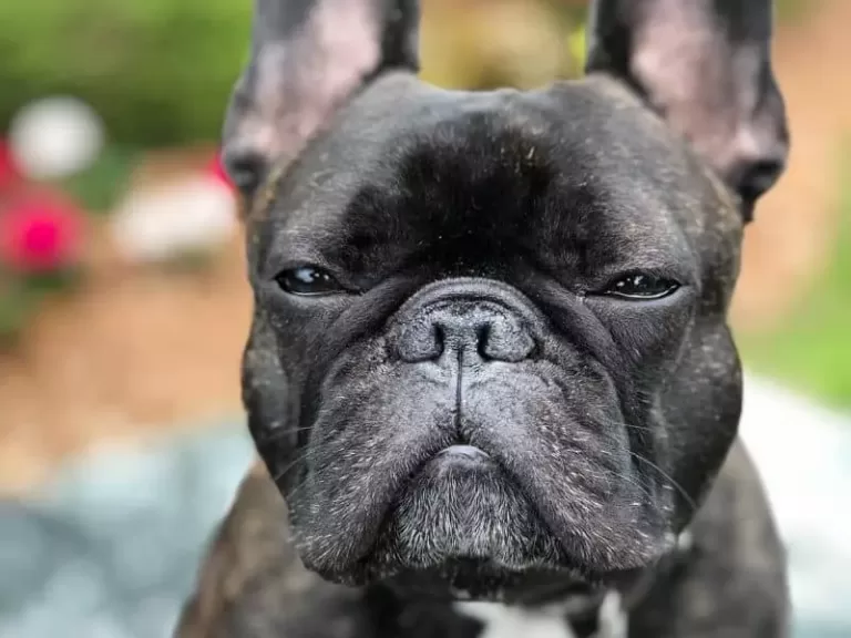 Why Is My French Bulldog So Big? Signs That Your Dog Is Getting Bigger