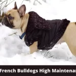 Are French Bulldogs High Maintenance