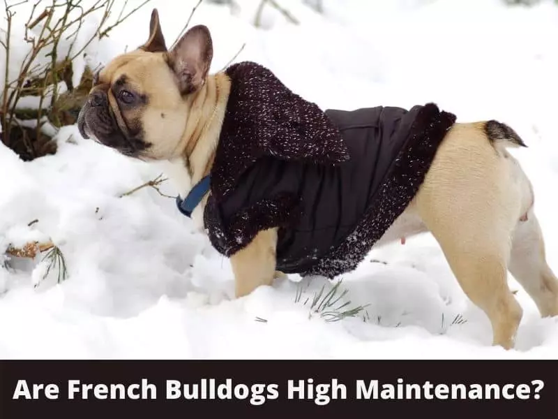 Are French Bulldogs High Maintenance