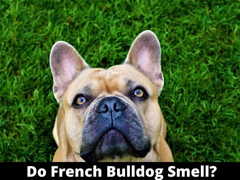 Do French Bulldog Smell