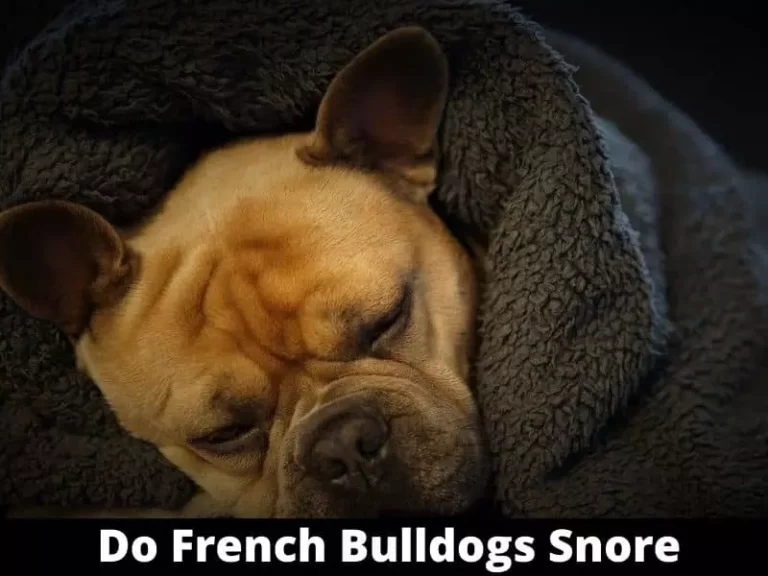 Frenchies Snoring:Do French Bulldogs Snore? Fact or Fiction