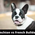 Frenchton vs French Bulldog