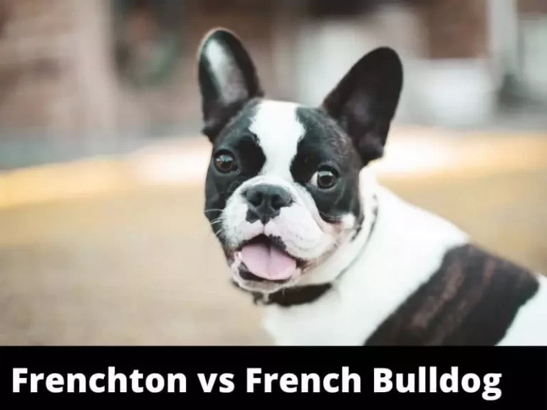 Frenchton vs French Bulldog: Here Is What You Need to Know
