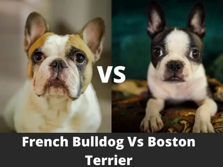French Bulldog vs Boston Terrier: Which Is Right For You?