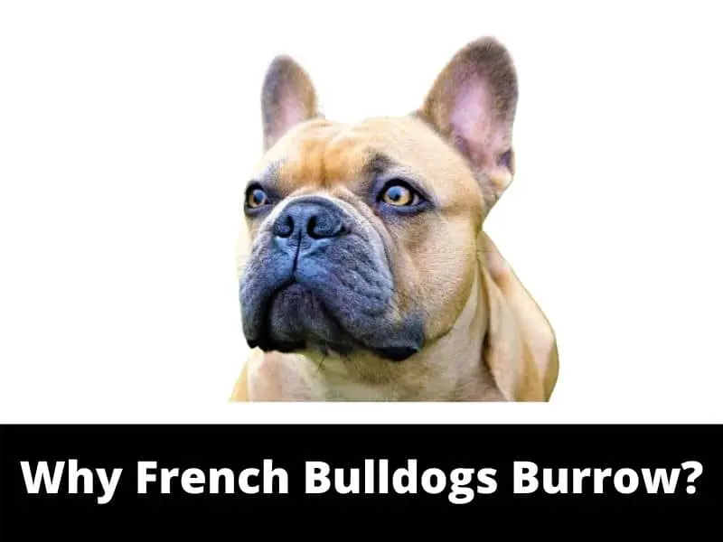 Why French Bulldogs Burrow