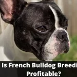 Can French Bulldogs Breed Naturally