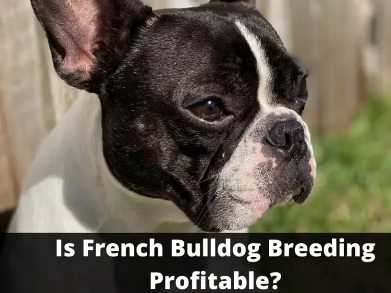 Can French Bulldogs Breed Naturally? Is Breeding Profitable?