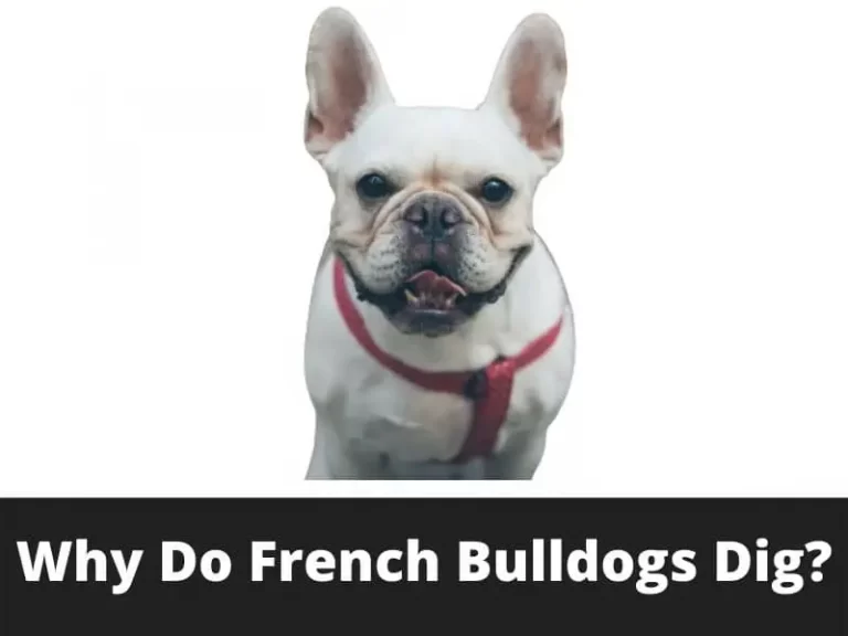 Why Do French Bulldogs Dig? What To Do Know?