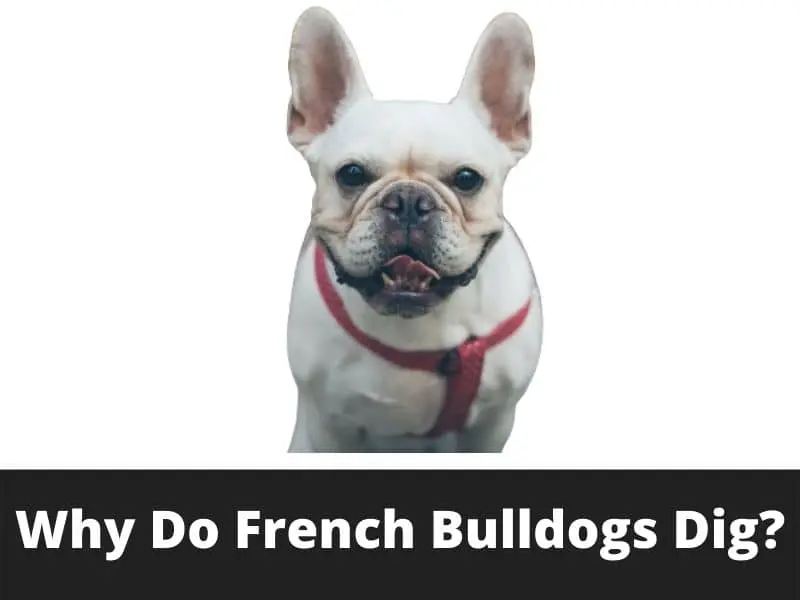 why do french bulldogs dig
